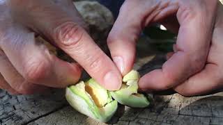 🌳 ¿Cómo se forma la almendra Almond growing [upl. by Emmet]