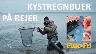 KYSTREGNBUER PÅ REJER [upl. by Anoik]