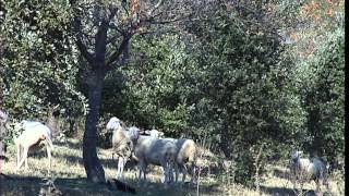 Cest pas sorcier TRUFFE  A LA POURSUITE DU DIAMANT NOIR [upl. by Audrie449]