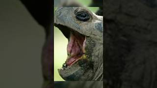 10 Longest Living Animals top10top10animals youtubeshortsshortsfeedanimalsgianttortoise [upl. by Clarisse]