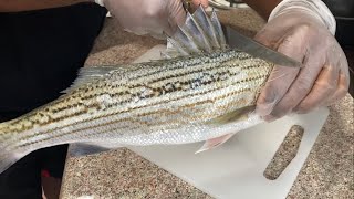 How To Fillet Striped Bass  If I Can Do It So Can You [upl. by Akimaj281]