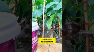 Know what fertilizer to use in Farming shortsviral organicfertilizer naturalfertilizer garden [upl. by Onfre]