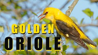 Bird sounds  Golden oriole call birds singing [upl. by Hallsy246]