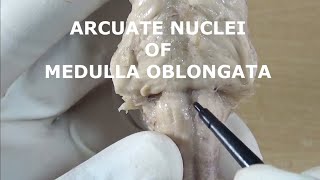 ARCUATE NUCLEI [upl. by Aihsotan209]