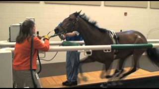 Performing Treadmill Endoscopy at Rood amp Riddle Equine Hospital [upl. by Raclima]