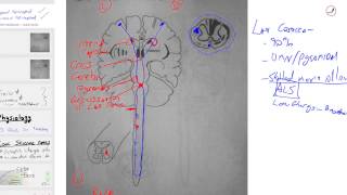 Lateral and Anterior Corticospinal Tracts [upl. by Wun]