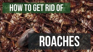 How To Get Rid of Cockroaches Guaranteed 4 Easy Steps [upl. by Marlane24]