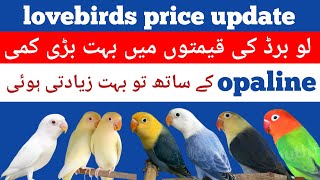 lovebirds paric in pakistan 2023  opaline parblue albino red eye ctemino price update [upl. by Cozmo792]