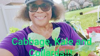 PLANTING CABBAGE KALE amp COLLARDS tiny tour gardening urbangardening [upl. by Aw]