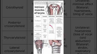 Intrinsic muscles of larynx [upl. by Monika]