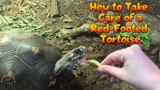 How To Take Care of a RedFooted Tortoise [upl. by Moor563]