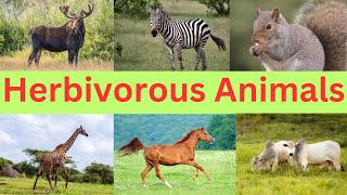 Herbivorous Animals  Plant Eating Animal Names [upl. by Leribag]