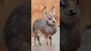 This Is DikDik  The Cutest Snout Animal🤩 [upl. by Araf]