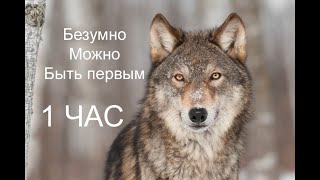 「 1 ЧАС 」БЕЗУМНО МОЖНО БЫТЬ ПЕРВЫМ  МУДРОСТЬ ВОЛКА [upl. by Janine80]