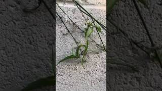 Spider plant plantlets [upl. by Jonna]