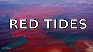 What are RED TIDES All about red tides and dinoflagellates [upl. by Latea]