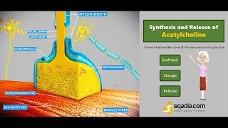 Synthesis and Release of Acetylcholine  Medical Physiology Online  VLearning [upl. by Ahsram]