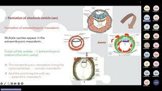 Gastrulation Prof Maha [upl. by Able]