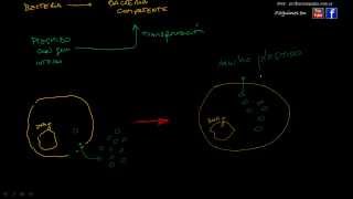 Transformación bacteriana [upl. by Mannes673]