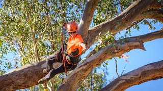 Tree Climbing Championships ArbFest 2024 [upl. by Ahsoj596]