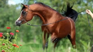 look at the passion of the horse youtubevideos youtubevideos horse horselover horsechampionship [upl. by Nnor]