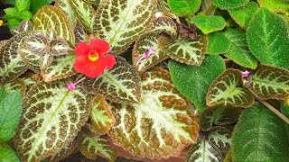 Episcia cupreata plants [upl. by Le]