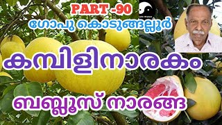 BABLOOS  BABLOOS NARANGA IN MALAYALAM  GOPU KODUNGALLUR  KAMBILI NARANGA [upl. by Isawk]