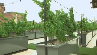 We went to the world’s first rooftop vineyard — here’s what it’s like [upl. by Tadich]