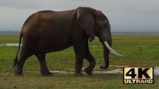 Kenia safari Amboseli National Park Mount Kilimanjaro Kenya travel Holiday in Kenya 4K [upl. by Claman]