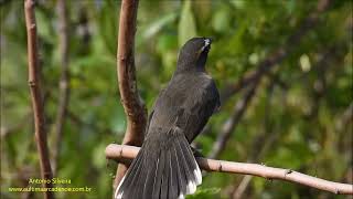 Blackandrufous WarblingFinch singing in the wild by Antonio Silveira [upl. by Niarfe]