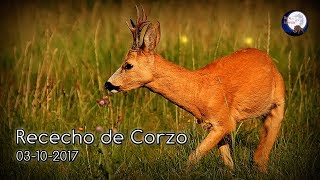 Caza Rececho y Espera de Corzo 03102017 [upl. by Naic375]