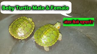 How to tell if your turtle is male or female [upl. by Leena]