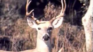 Texas Hunting Regulations Antler Restrictions [upl. by Nananne]