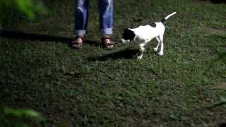 English Pointer Training  Yard work  Wing on string method [upl. by Eugene]