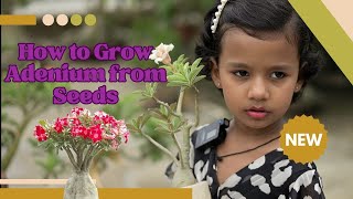 quotGrowing Adenium Seeds A StepbyStep Guide [upl. by Adnerol540]