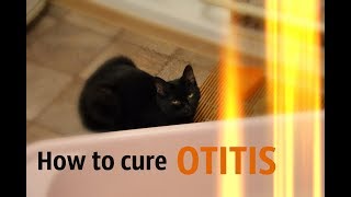 How To Cure CatEar Otitis At Home [upl. by Januisz]