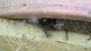 Colonising Swarm of Stingless Bees [upl. by Trina772]