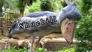 shoebill stork [upl. by Kellby742]