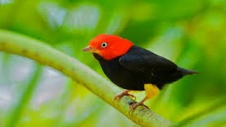 Red capped Manakin Wing Sounds HD [upl. by Eillen]