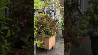 Weigela In Container Reblooming In Summer [upl. by Naveb983]