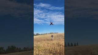 Daily Double pheasant vizsla dog birddog montana birdhunting bird [upl. by Hengel948]