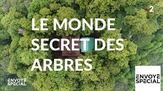 Envoyé spécial Le monde secret des arbres  7 mars 2019 France 2 [upl. by Tezil299]