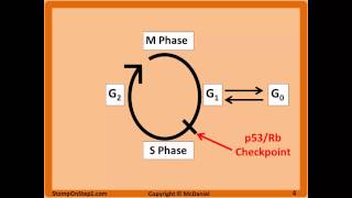 Cell Cycle Interphase Labile Cell Stable Permanent Tissue Paclitaxel G1 G0 G2 phase [upl. by Jaqitsch]