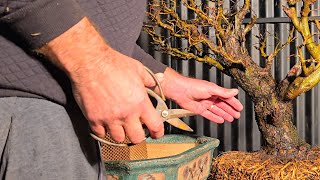 Chinese Elm goes into Antique Bonsai Pot [upl. by Cathee439]