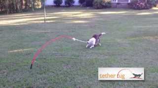 The Best Dog Toy Ever Tether Tug Outdoor Dog Toy [upl. by Raimes]