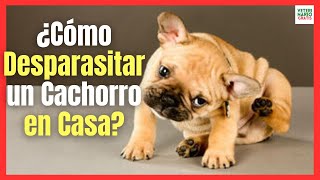 ¿COMO DESPARASITAR UN PERRO CACHORRO EN CASA [upl. by Haldis551]