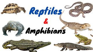 Reptiles amp Amphibians  Reptiles Amphibians Animals Names In English  Easy english learning process [upl. by Simeon]