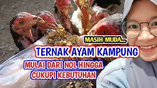 FULL DAGING Rahasia Sukses Ternak Ayam Kampung Mulai dari Nol [upl. by Kieran]