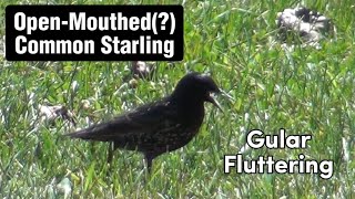 Open mouthed common starling Gular Fluttering [upl. by Leamsi635]