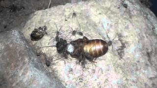 Opiliones sp hatchlings Harvestmen Daddy Long Legs feeding [upl. by Inram]